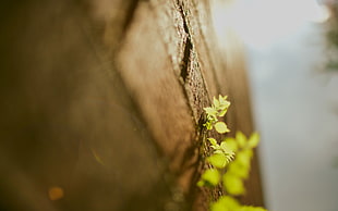 shallow focus photography of green leaf